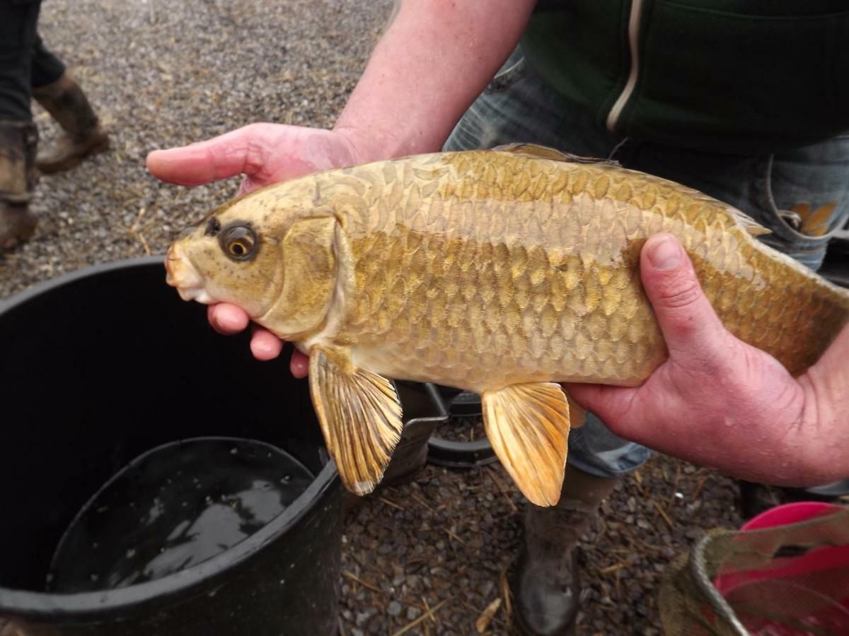 Marsh Water Ponds Fishery Villa Kidwelly Dış mekan fotoğraf